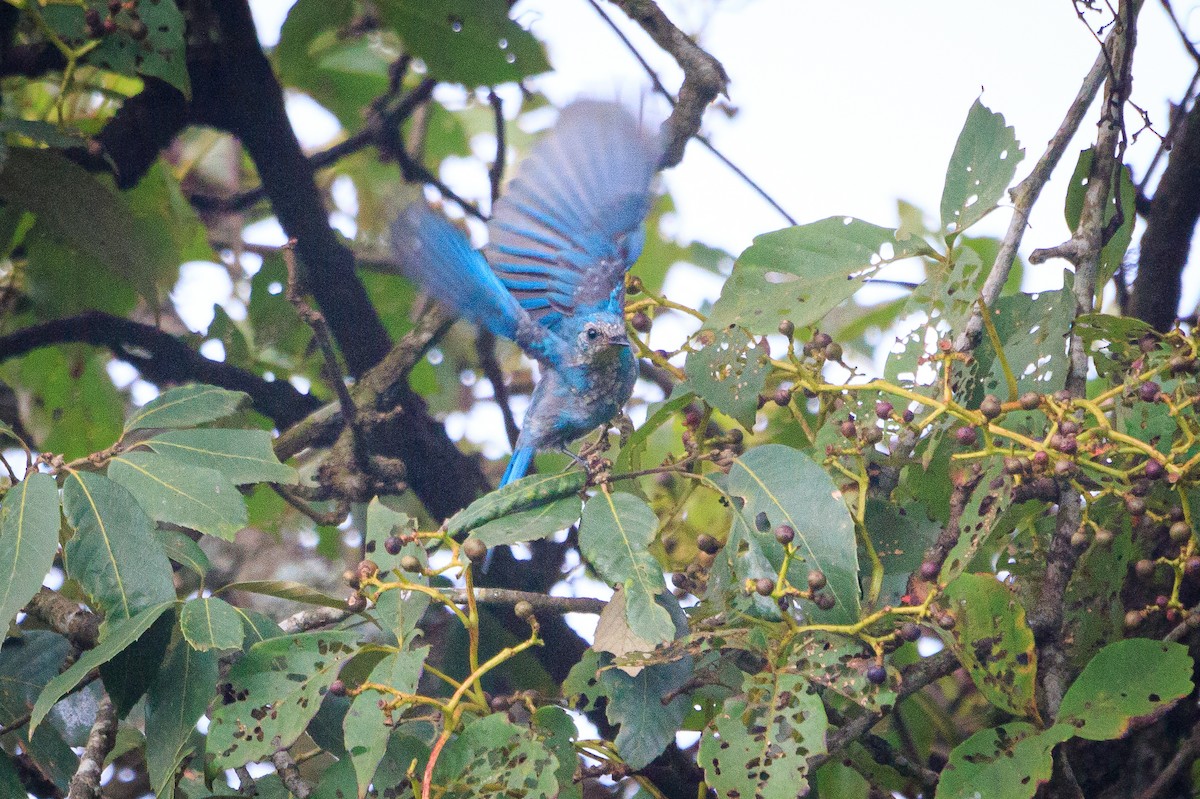 Verditer Flycatcher - ML553937551