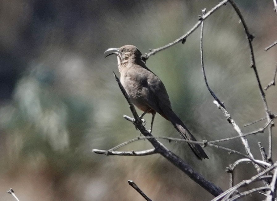 Crissal Thrasher - ML553937681