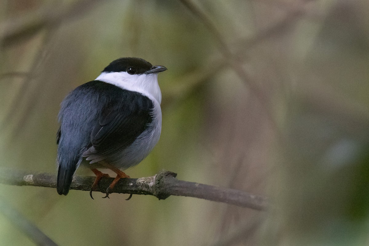 White-bearded Manakin - ML553938231