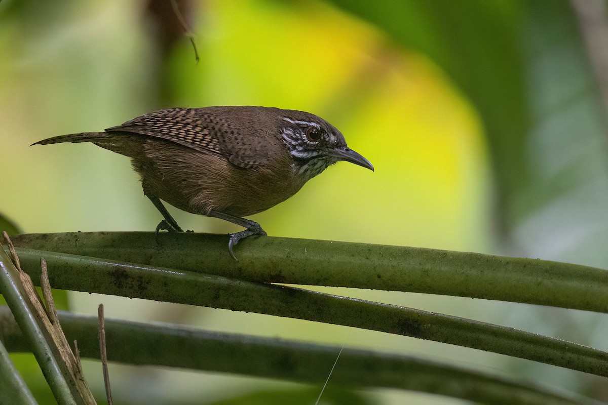 Stripe-throated Wren - ML553938491