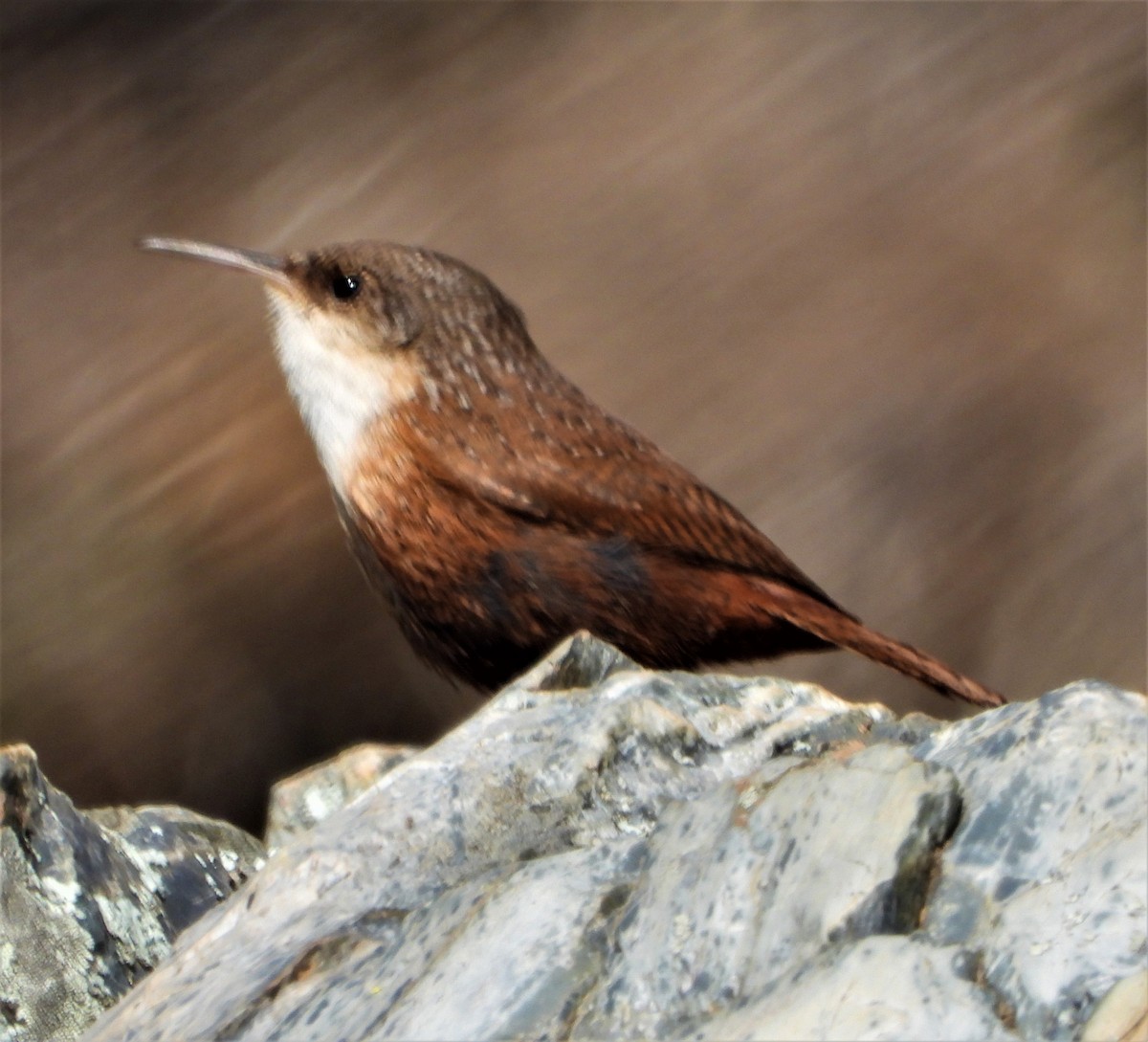 Canyon Wren - ML553939121