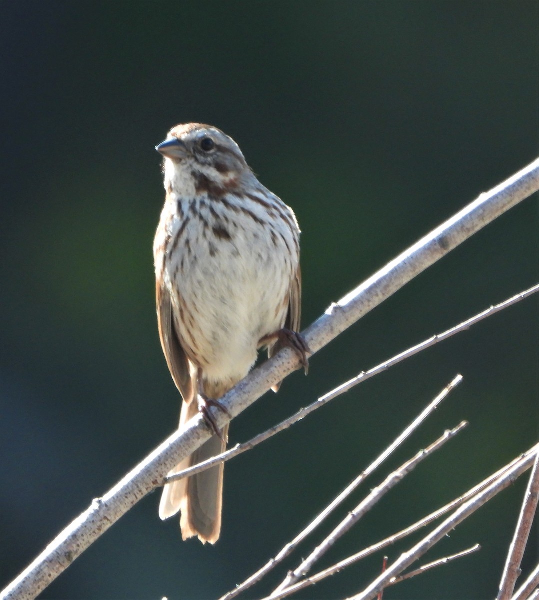 Song Sparrow - ML553939381