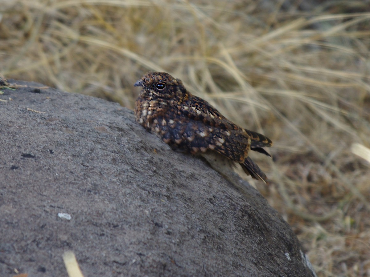 Montane Nightjar (Abyssinian) - ML553940481