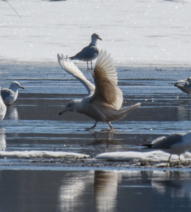Glaucous Gull - ML553940581
