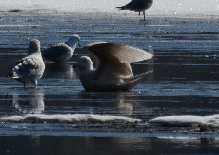 Glaucous Gull - ML553940591