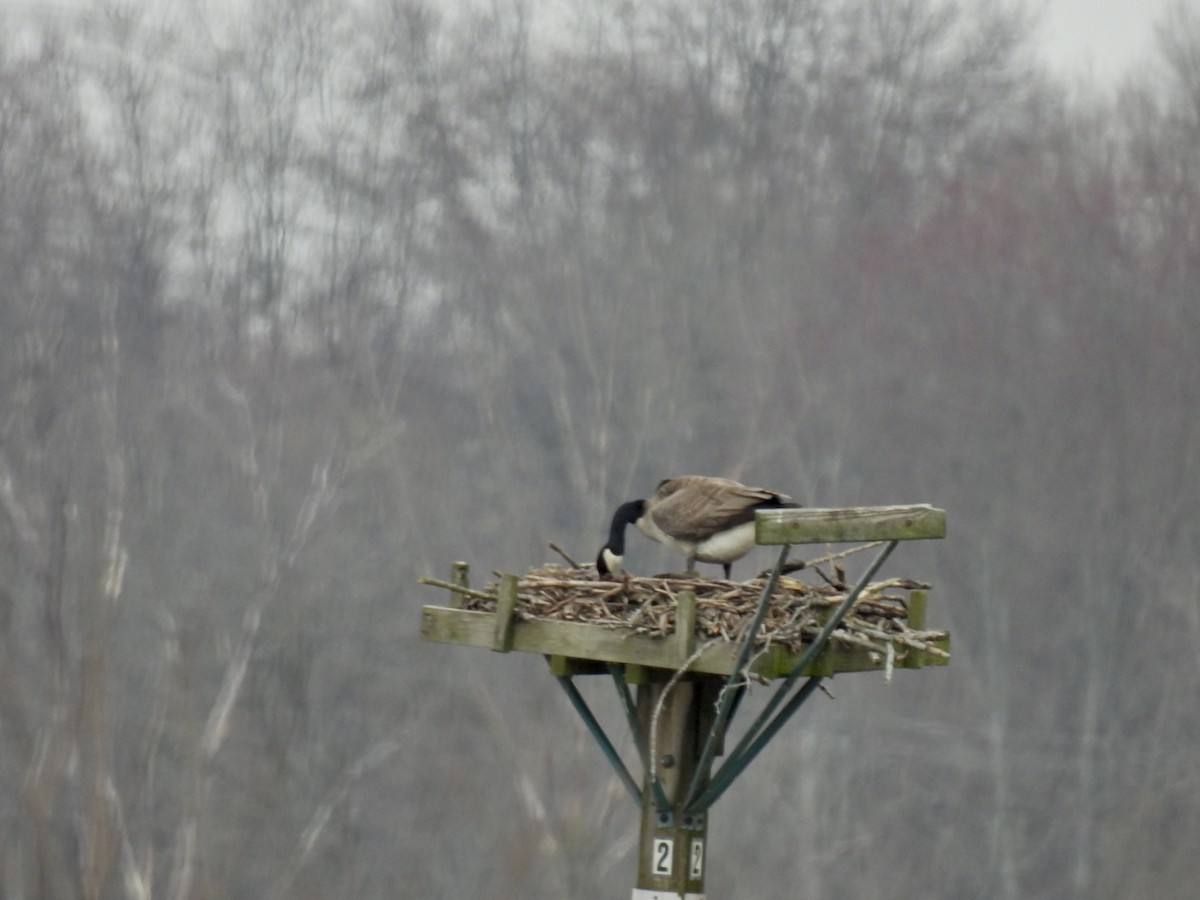 Canada Goose - Corinna Honscheid