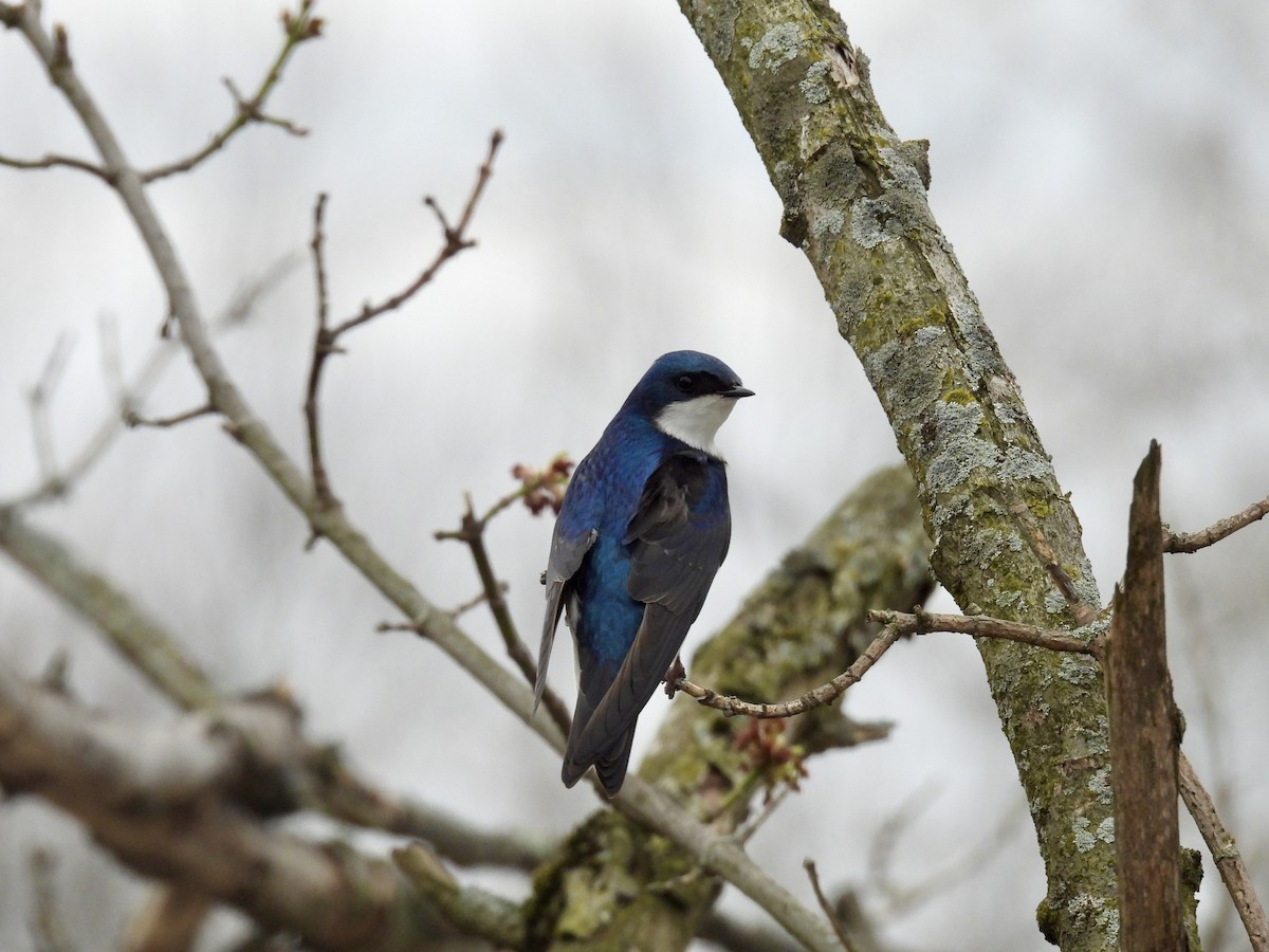 Tree Swallow - Corinna Honscheid
