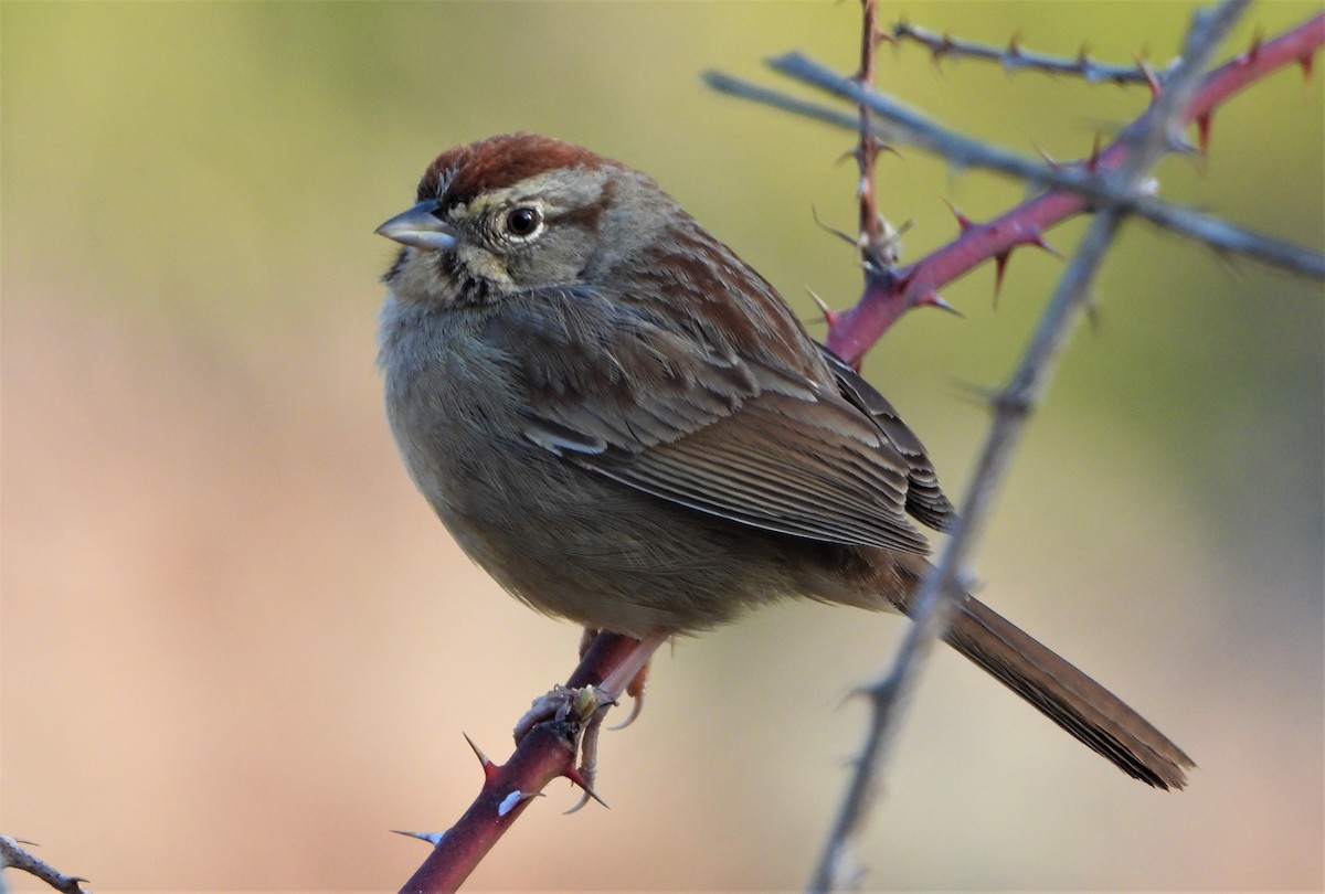 Rufous-crowned Sparrow - ML553943761