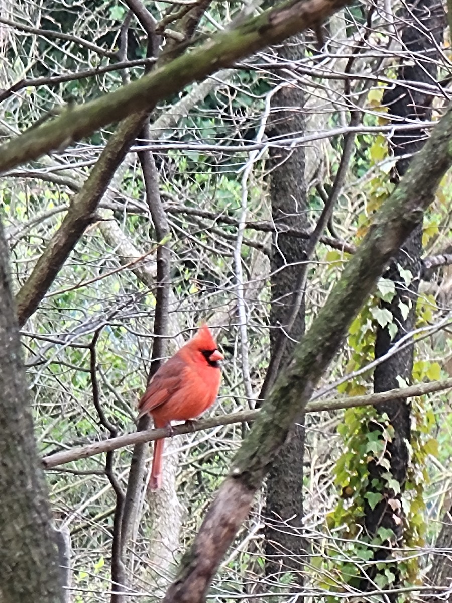 Kırmızı Kardinal - ML553944311