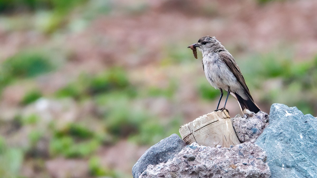 Black-fronted Ground-Tyrant - ML553945871