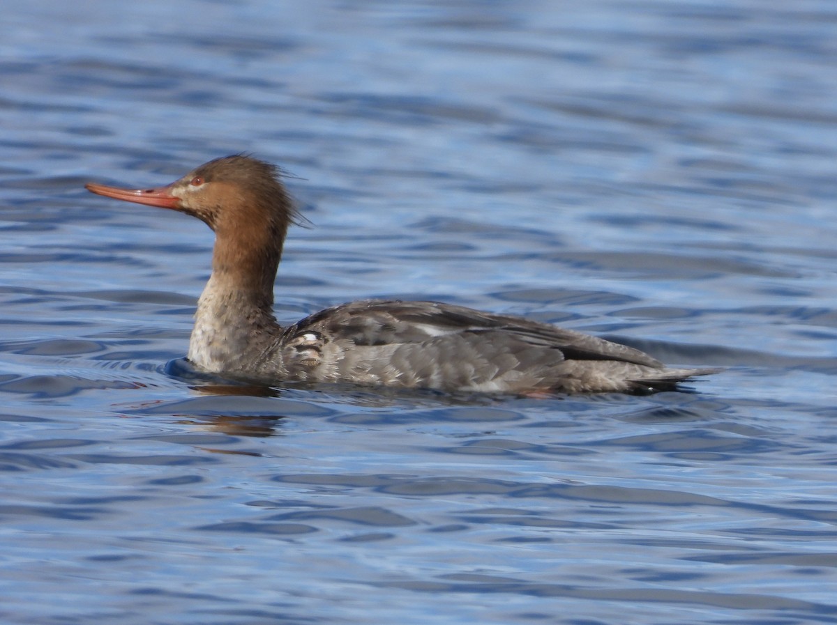 Red-breasted Merganser - ML553946641