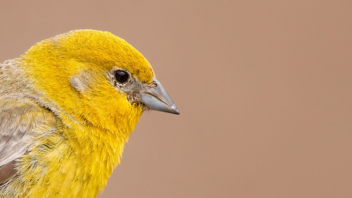 Greater Yellow-Finch - Lukasz Ifczok