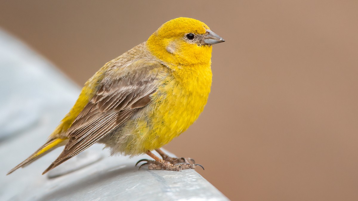 Greater Yellow-Finch - Lukasz Ifczok