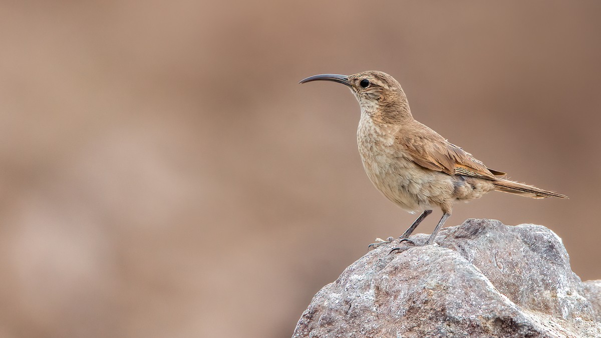 Scale-throated Earthcreeper - ML553947521