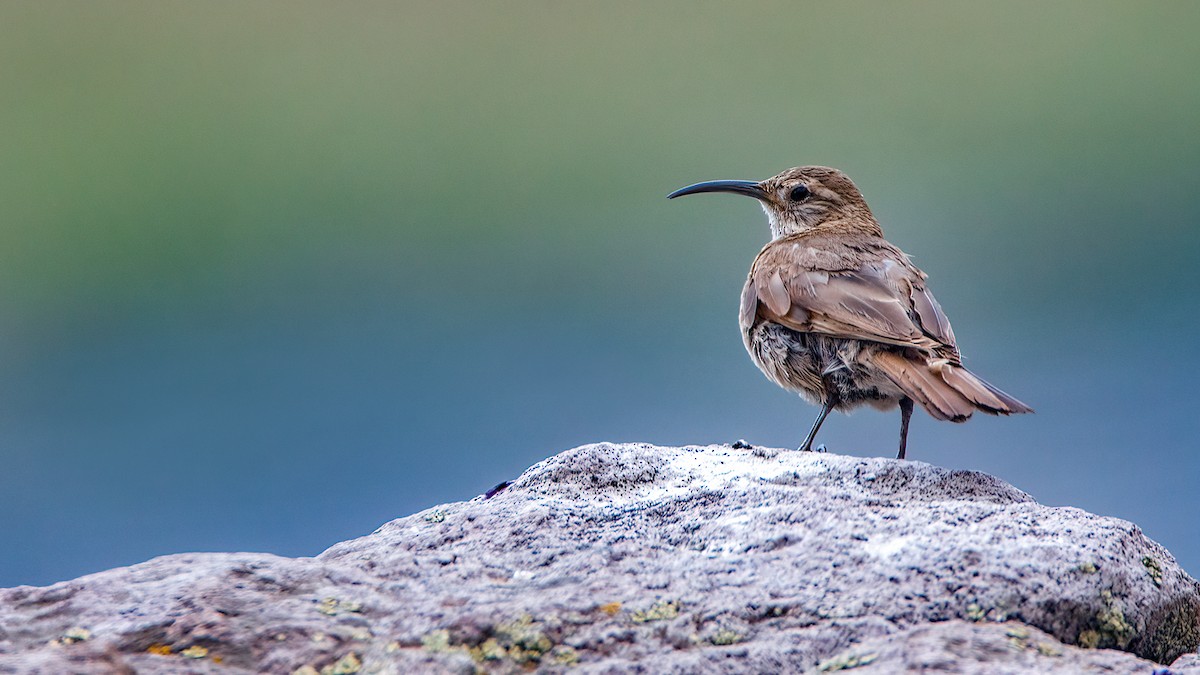 Scale-throated Earthcreeper - ML553947591