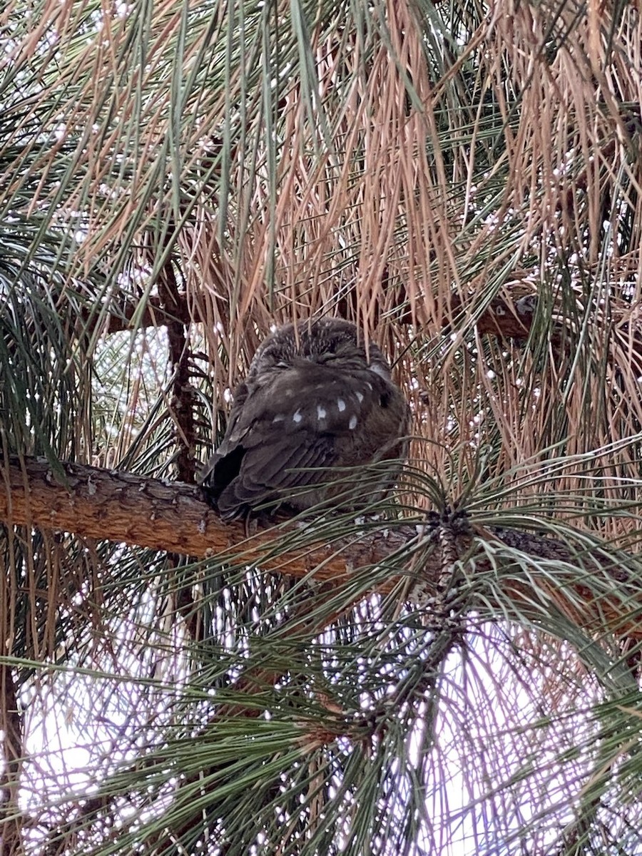 Northern Saw-whet Owl - ML553948091