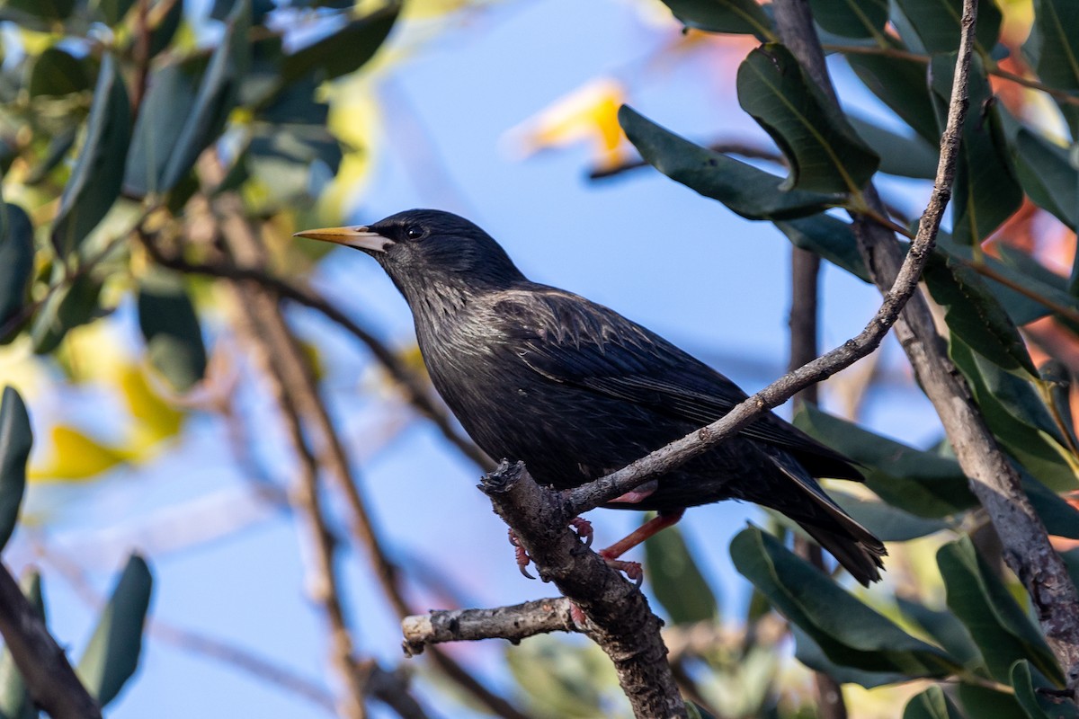 Spotless Starling - ML553948301