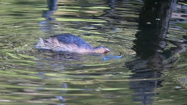 Australasian Grebe - ML553949251