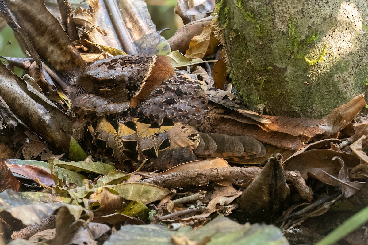 Collared Nightjar - Chris Venetz | Ornis Birding Expeditions