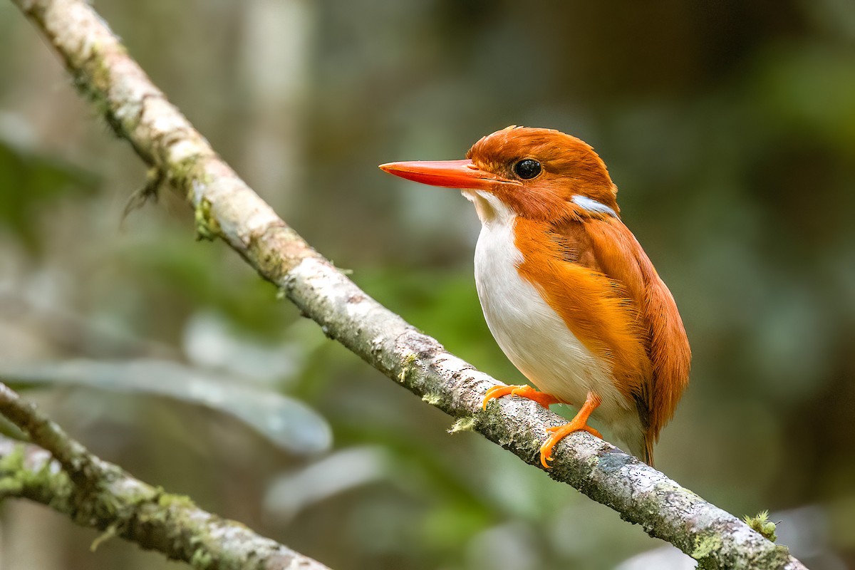 Madagascar Pygmy Kingfisher - Chris Venetz | Ornis Birding Expeditions