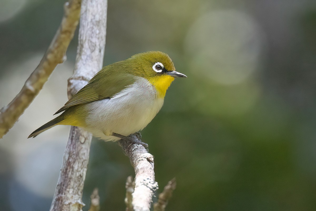 Malagasy White-eye - Chris Venetz | Ornis Birding Expeditions