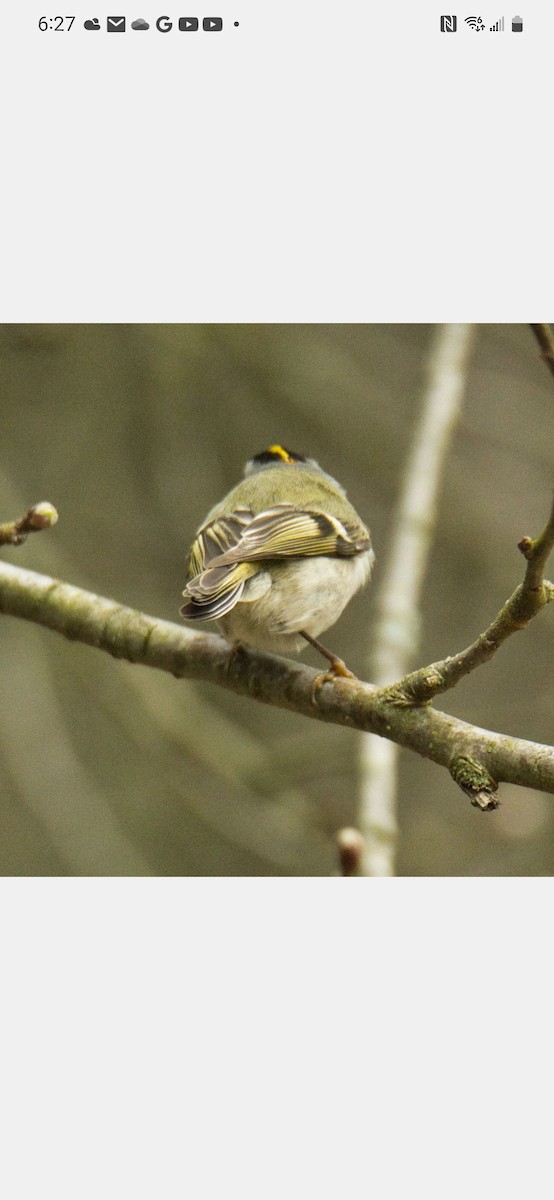 Golden-crowned Kinglet - ML553950191