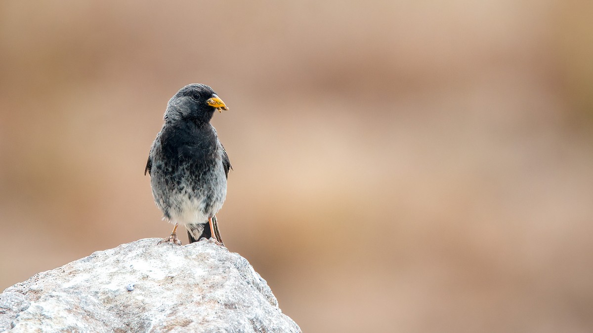 Mourning Sierra Finch - ML553951841