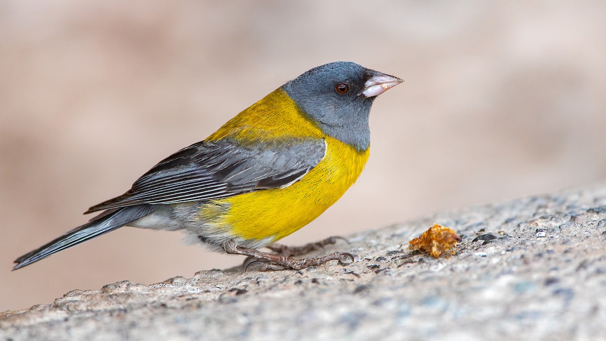 Gray-hooded Sierra Finch - ML553952161