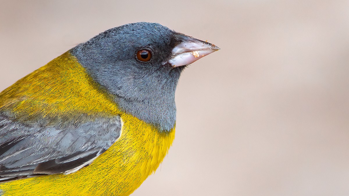 Gray-hooded Sierra Finch - ML553952171