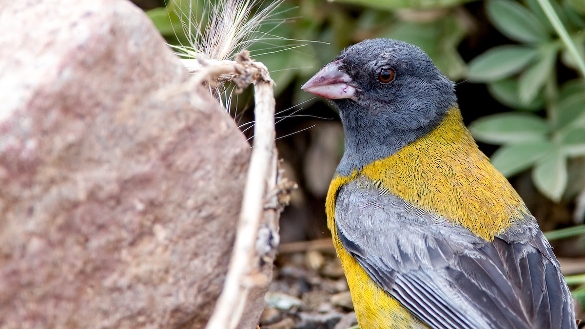 Gray-hooded Sierra Finch - ML553952351