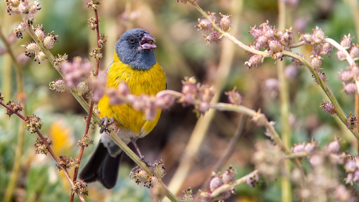 Gray-hooded Sierra Finch - ML553952361