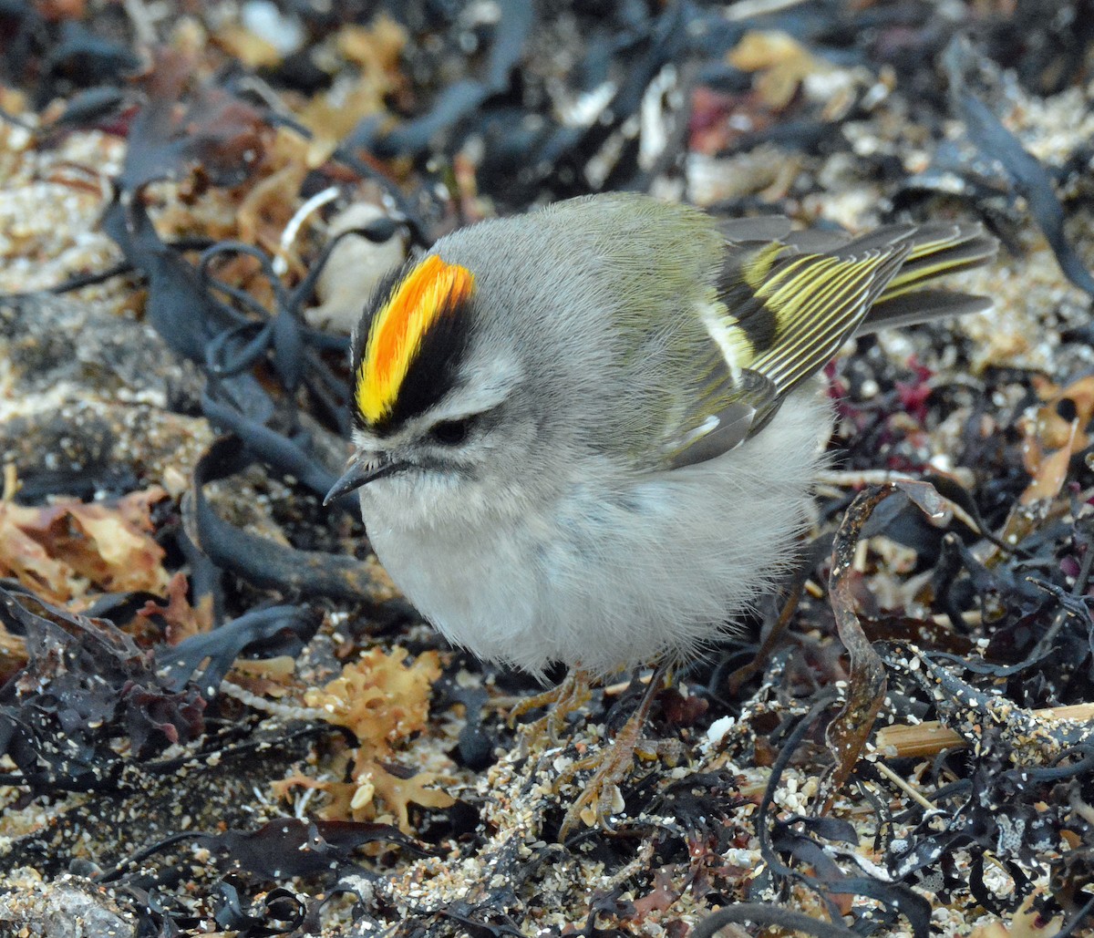 Golden-crowned Kinglet - Michael J Good