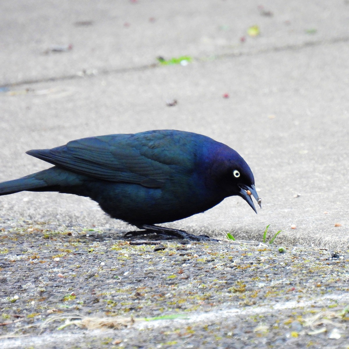 Brewer's Blackbird - ML553952601