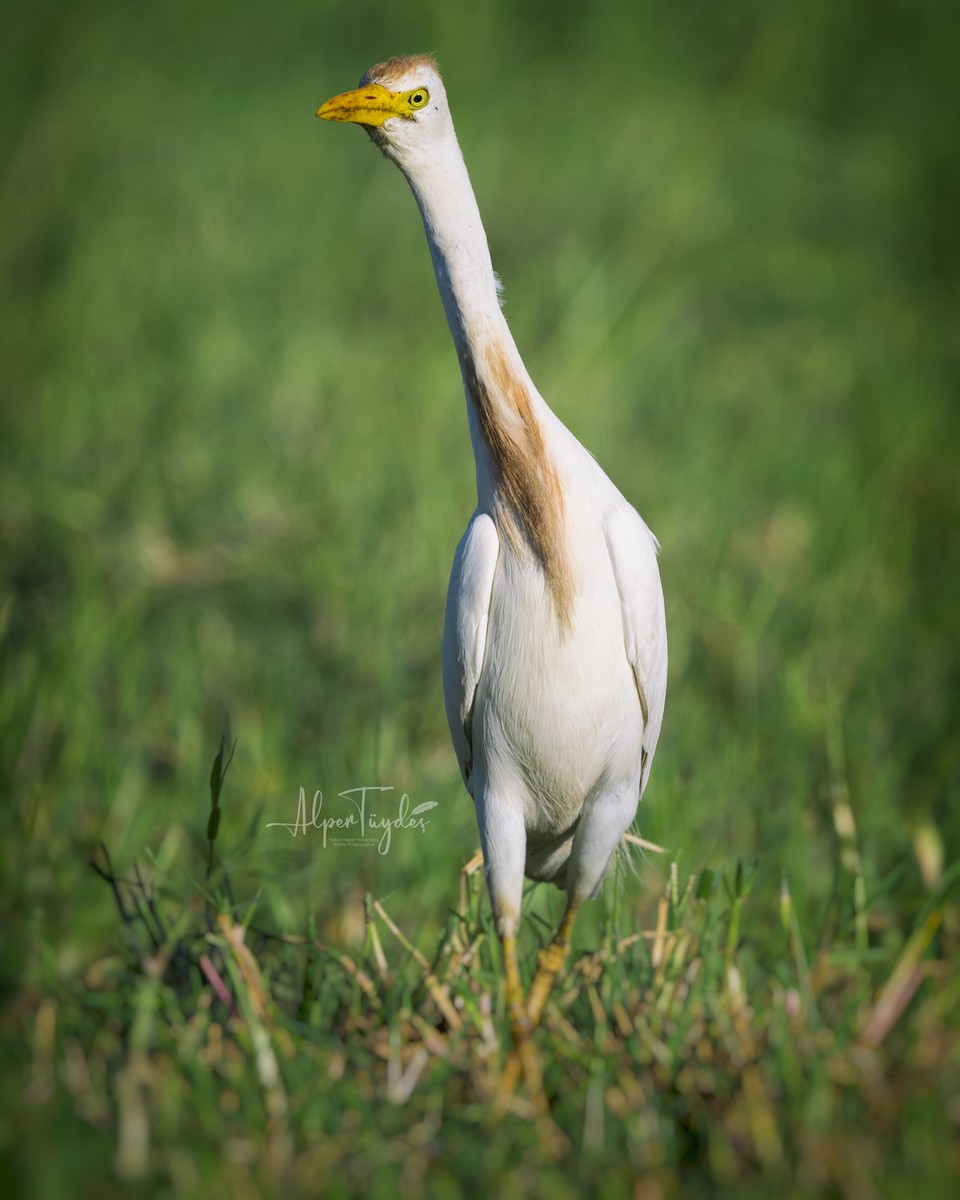 Western Cattle Egret - ML553952651