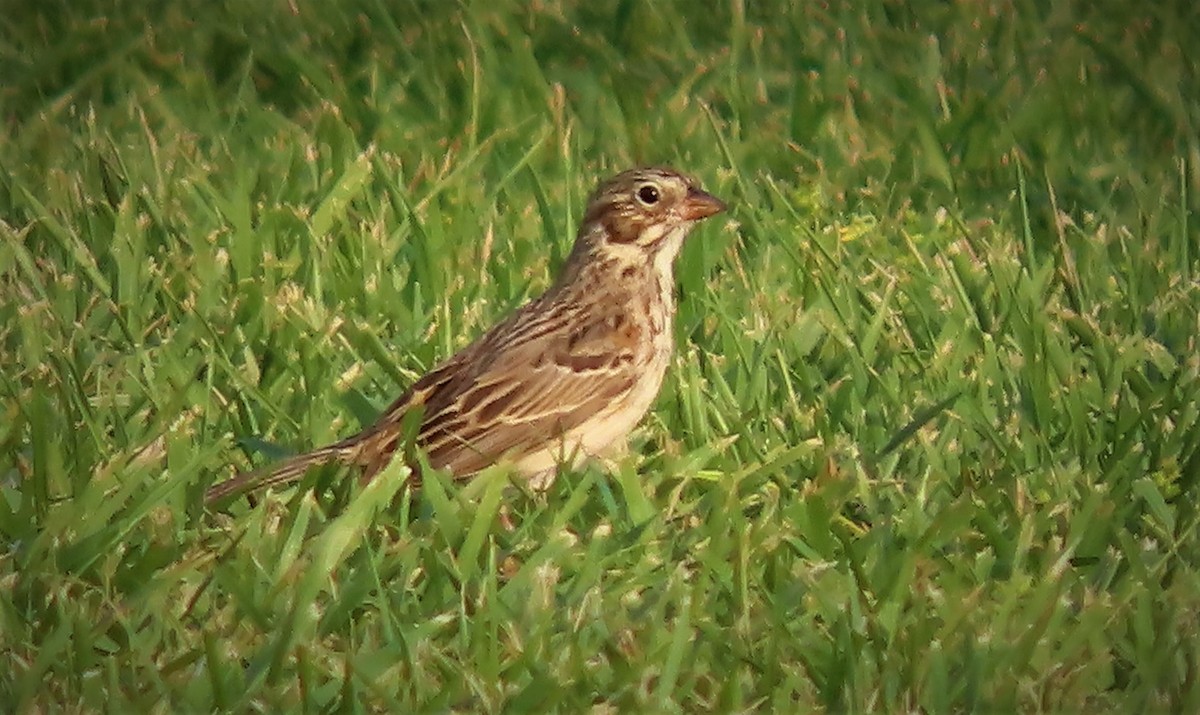 Vesper Sparrow - ML553952731