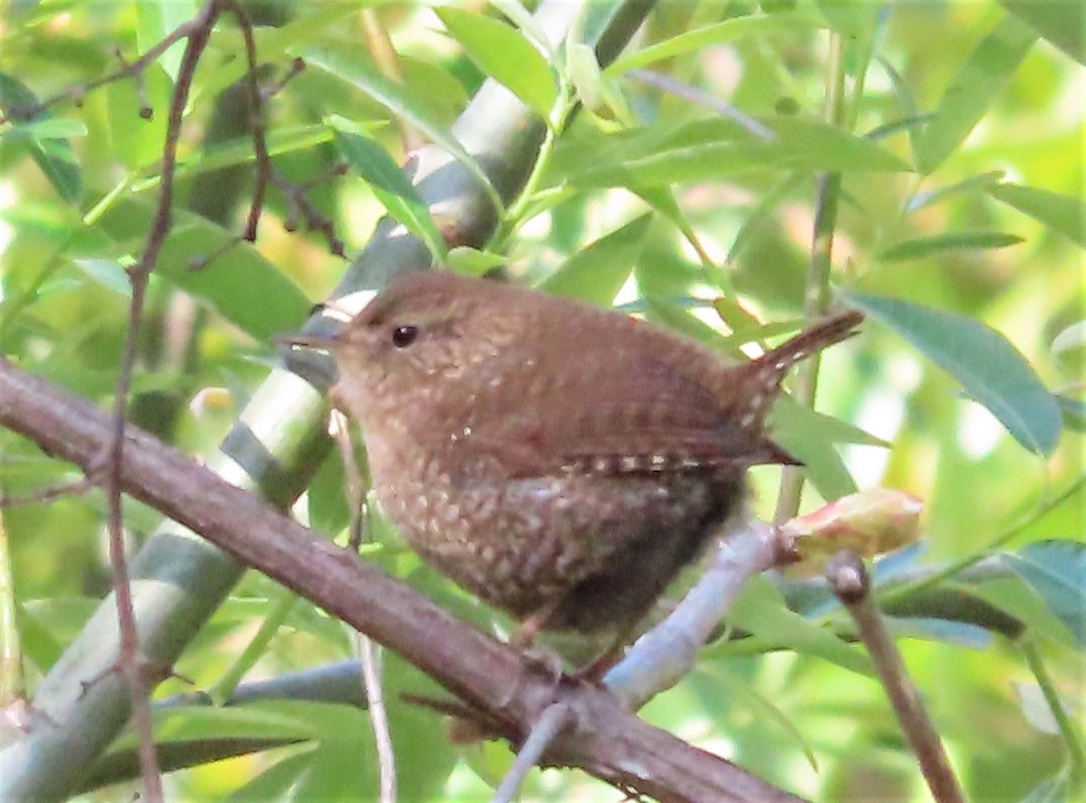 Winter Wren - Daniel Gilman