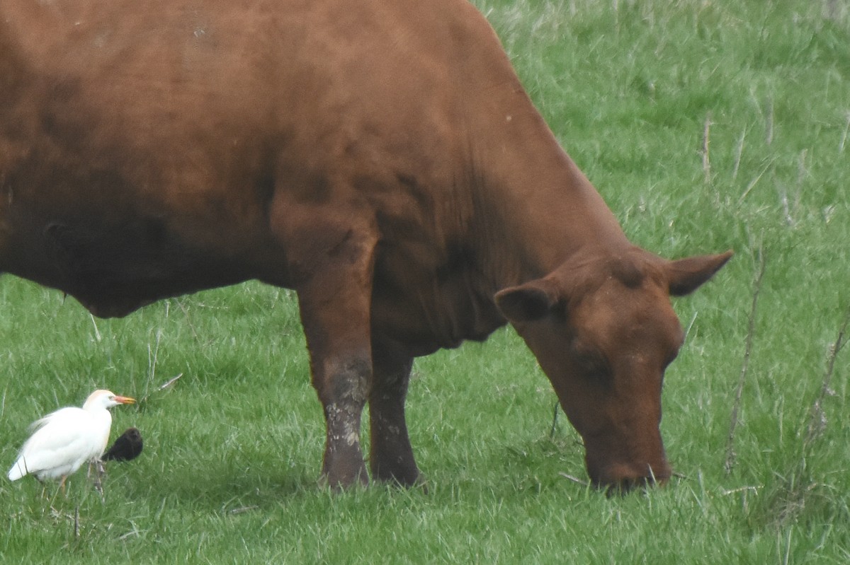 Brown-headed Cowbird - ML55395371