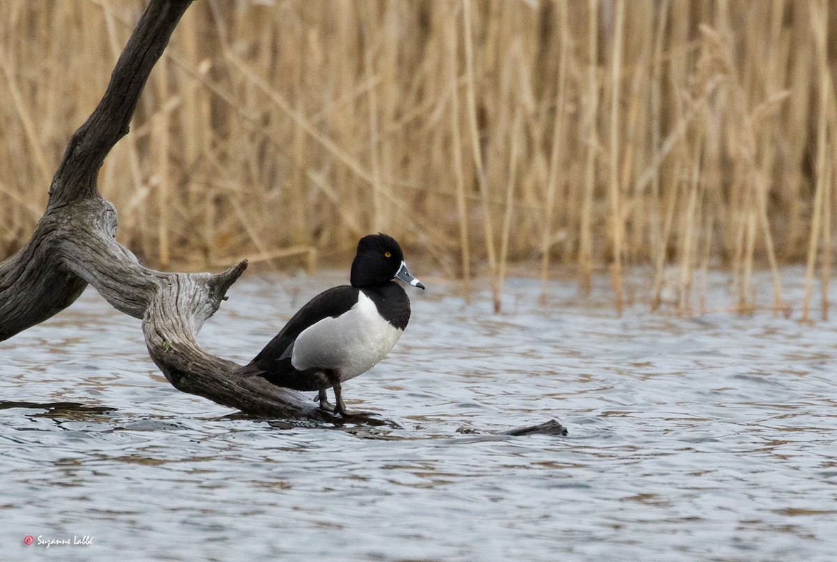 Ring-necked Duck - Suzanne Labbé