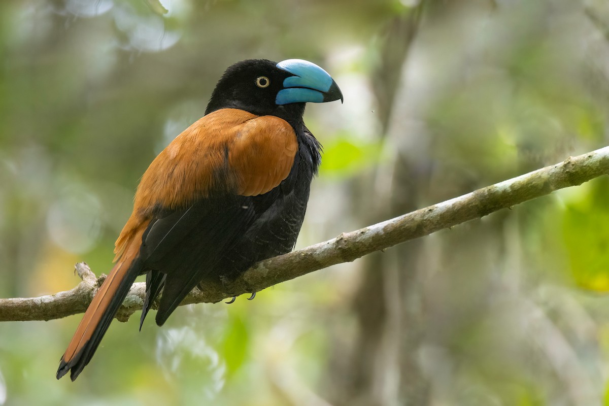 Helmet Vanga - Chris Venetz | Ornis Birding Expeditions