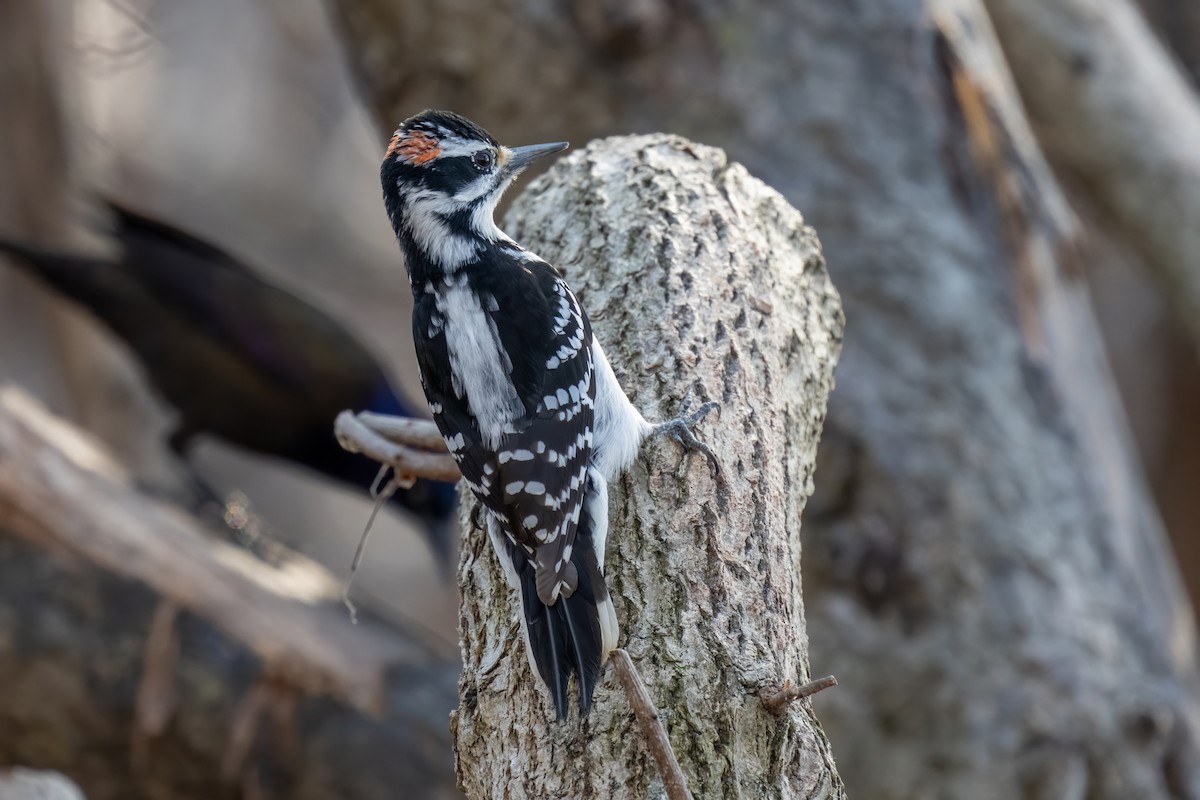 Hairy Woodpecker - ML553954901