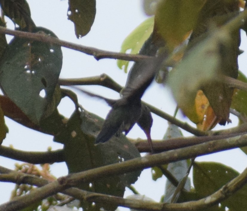 kolibřík safírový - ML553954981