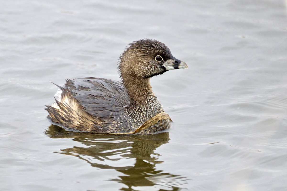 Pied-billed Grebe - Jack & Holly Bartholmai