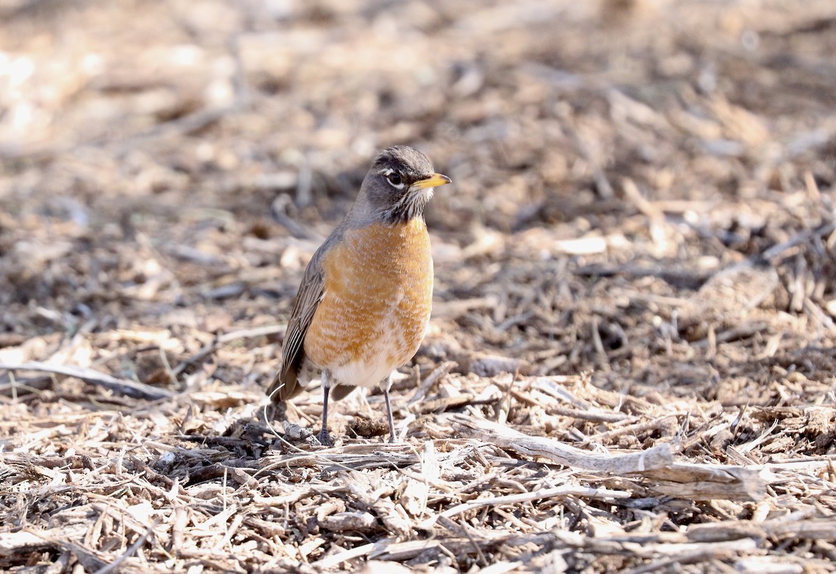 American Robin - ML553956801