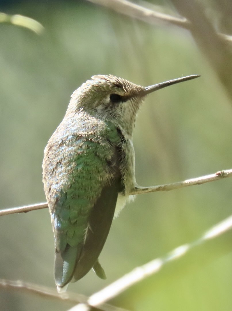 Anna's Hummingbird - ML553957941