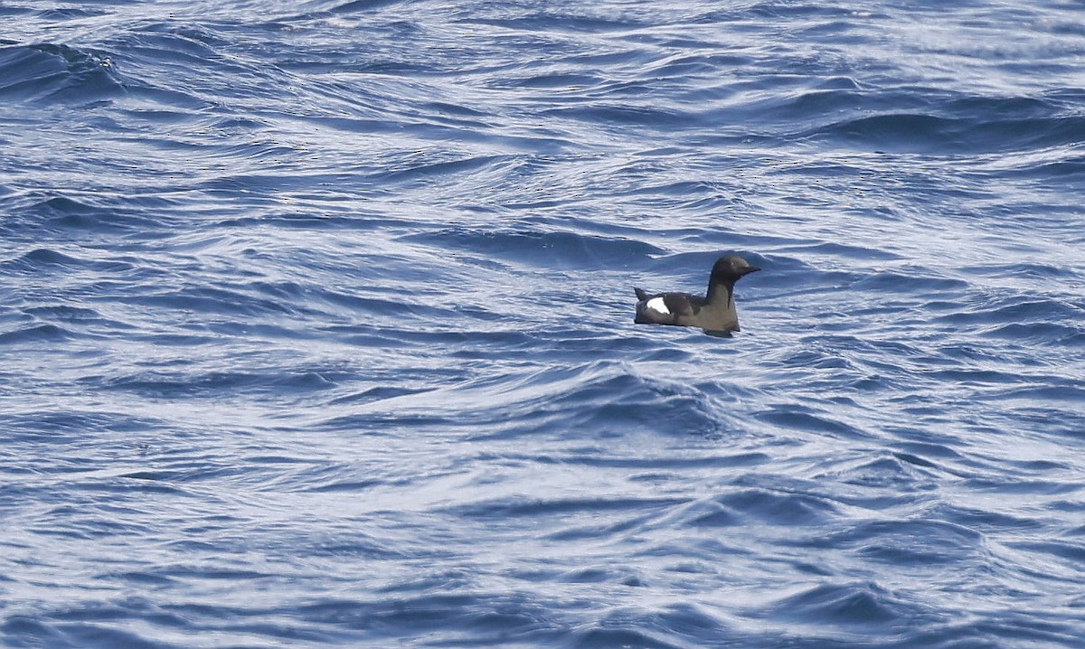 Black Guillemot - ML553958551