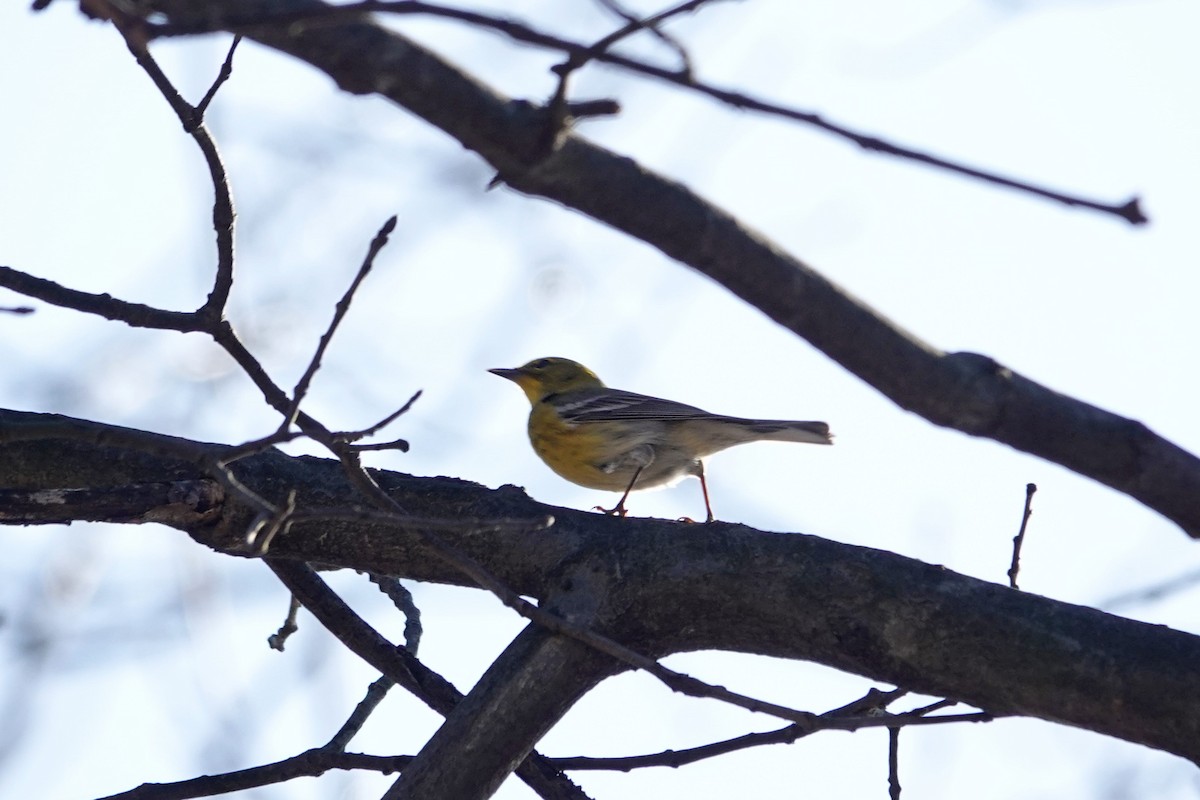 Pine Warbler - Jarrett Lewis