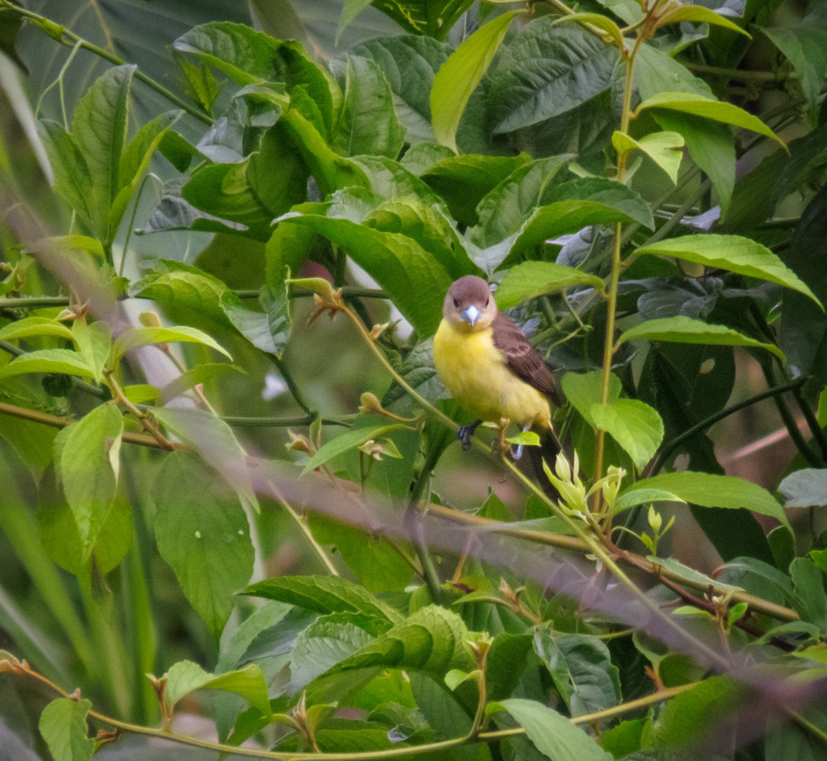 Tangara Flamígera (culigualda) - ML553959181