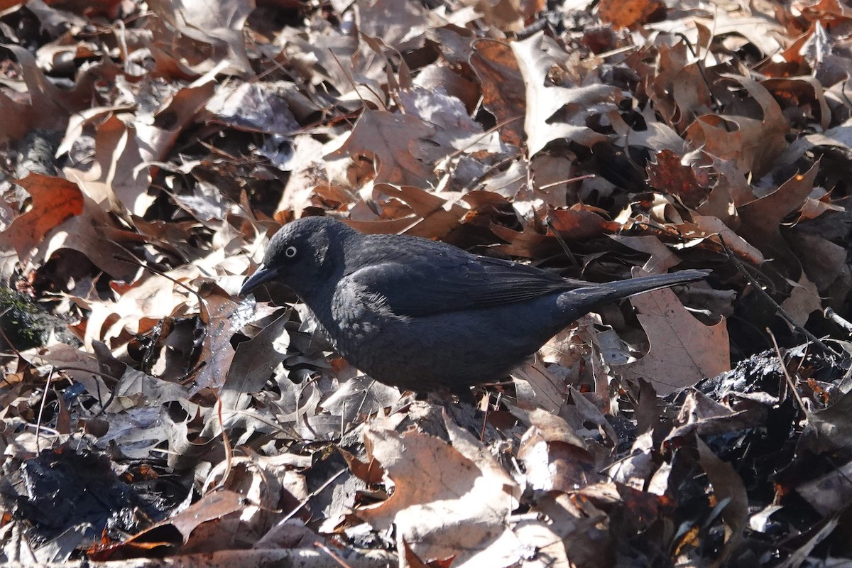 Rusty Blackbird - Jarrett Lewis