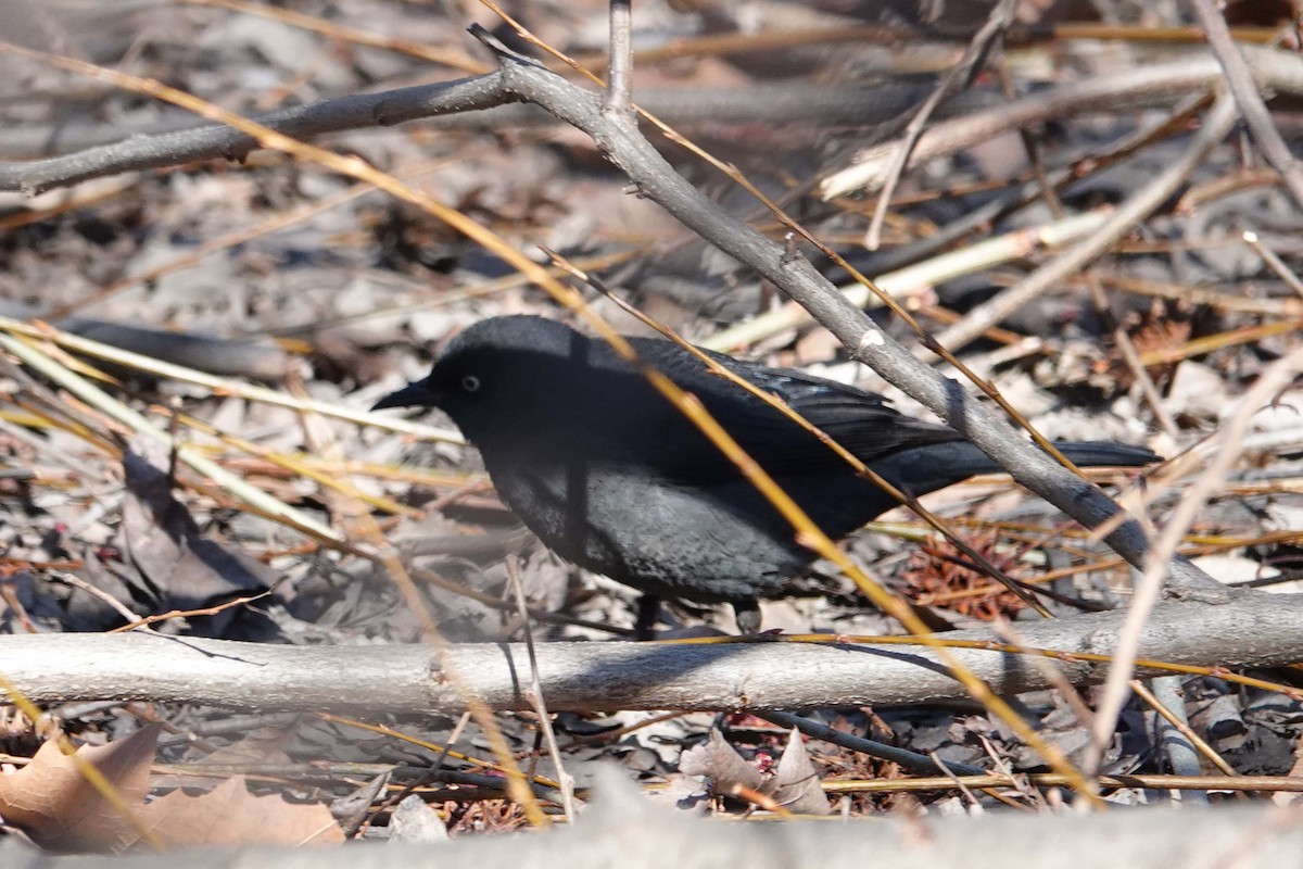 Rusty Blackbird - ML553960291