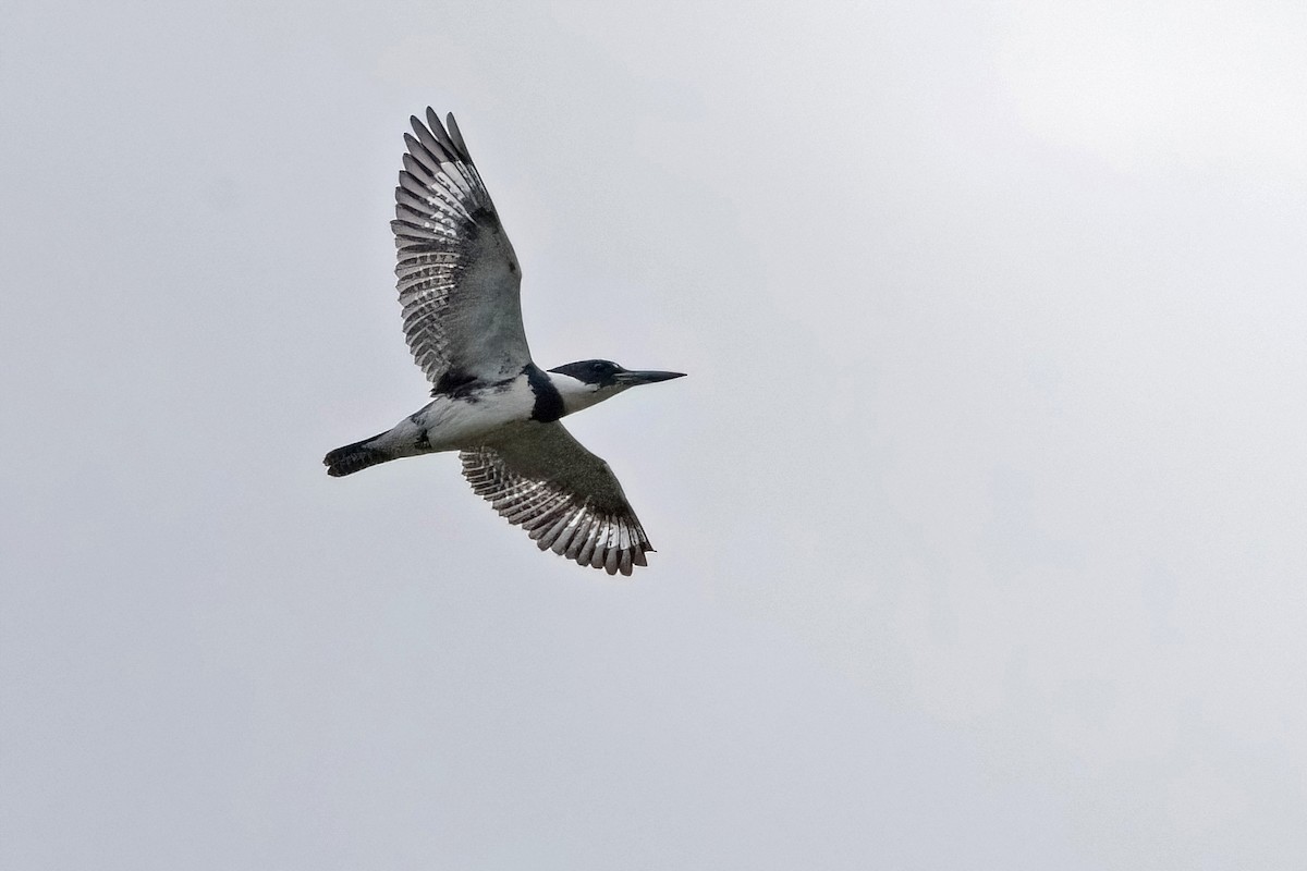 Belted Kingfisher - Sue Barth